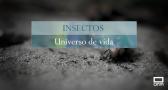 INSECTOS: universo de vida