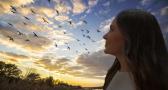 El impacto del clima en las aves migratorias