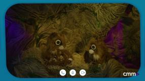 Equipo Planeta: el nacimiento de los cachorros de lince - Programa 40