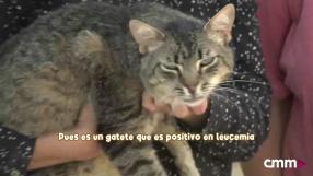 Un programa de Amparo de Aguilar y CMMPlay con la protectora de animales El Arca de Noé de Albacete.