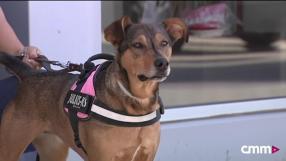 Un programa de Amparo de Aguilar y CMMPlay con la protectora de animales El Arca de Noé de Albacete.