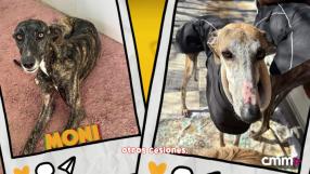 ¡Vaya galguerío! Hoy en Amparanimals rompemos un mito de los galgos: no es cierto que necesiten correr mucho y largas extensiones de terreno para poder vivir... no. Necesitan lo mismo que cualquier otro perro: dos o tres paseos al día y mucho amor.

Con el fin de la temporada de caza, el número de galgos abandonados aumenta y desde El Arca de Noé dan prueba de ello: en apenas una semana han llegado 12 galgos, bien entregados directamente en la protectora, o bien rescatados de la calle o el campo. ¿Te animas a adoptar a uno de los animales más elegantes?

 ​​Acoge, adopta. No abandones. Es un mensaje de Castilla-La Mancha Media y Amparanimals.
