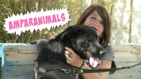 ¿Conoces a PECO? Un cachorro de labrador que busca familia como la que ya han encontrado Buda, Furtivo, Poli o Anché.

Recuerda: Acoge. Adopta.

¡Comienza la Temporada 2 de Amparanimals en CMMPlay!